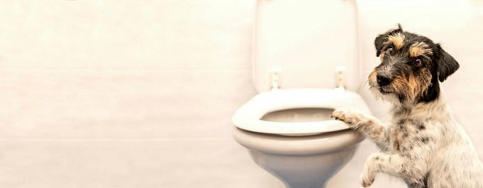 11 Raisons Pour Lesquelles Votre Chien Peut Aller Aux Toilettes + 7 Conseils